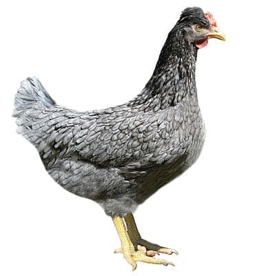 Moss Belle | Easter Egger | Green Egg Layer | Available  1st March 2026