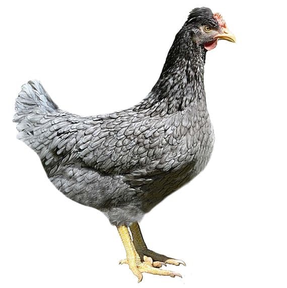 Moss Belle | Easter Egger | Green Egg Layer | Order Now - Collect From 19th September