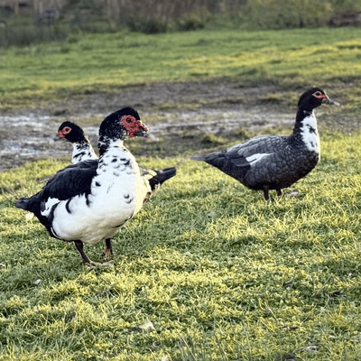 Muscovy Duck Hatching Eggs - April 2026