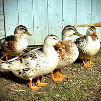 Newly Hatched Miniature Appleyard Ducklings  - Hatched 1st April 2026