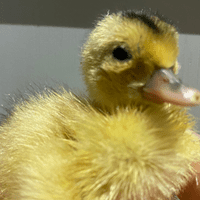 Newly Hatched Miniature Appleyard Ducklings  - Hatched 1st April 2026
