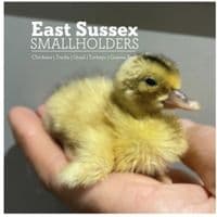 Newly Hatched Miniature Appleyard Ducklings  - Hatched 1st April 2026