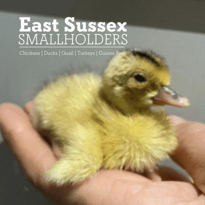 Newly Hatched Miniature Appleyard Ducklings  - Hatched 1st April 2026