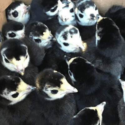 Norfolk Black Baby Turkey Poults (Turkey Chicks) - Reserve For July 11th 2026
