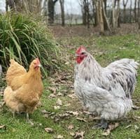 Orpington Hatching Eggs  - Mixed Colours  Pre-Order for 1st July Onwards