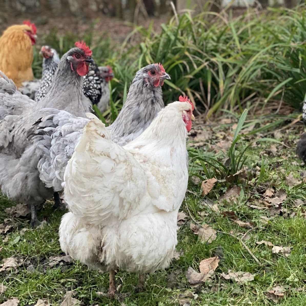 Orpington Hatching Eggs - Mixed Colours Pre-Order for 1st July Onwards
