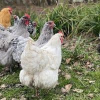 Orpington Hatching Eggs  - Mixed Colours  Pre-Order for 1st July Onwards