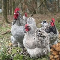 Orpington Hatching Eggs  - Mixed Colours  Pre-Order for 1st July Onwards