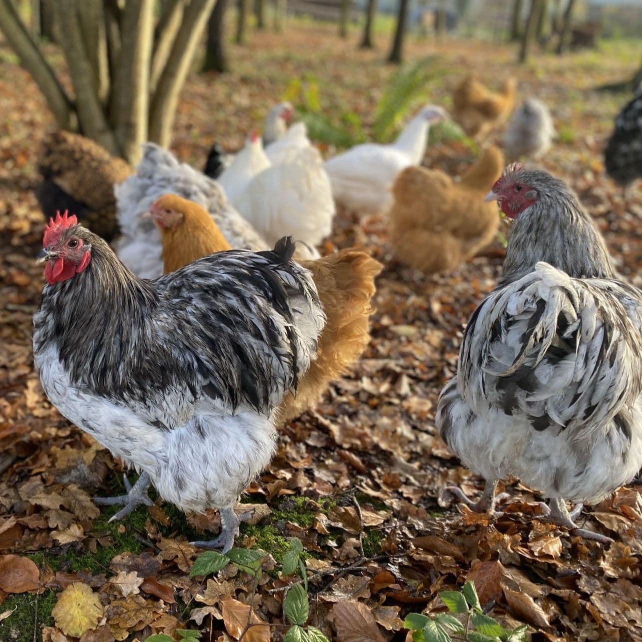 Orpington Hatching Eggs - Mixed Colours Pre-Order for 1st July Onwards