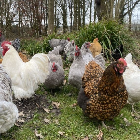 Orpington Hatching Eggs  - Mixed Colours  Pre-Order for 1st July Onwards