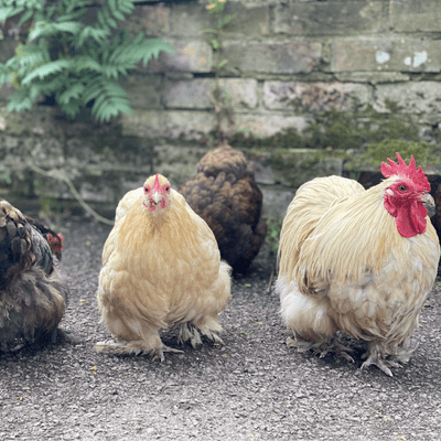 Pekin Bantams  Chickens - Available Now