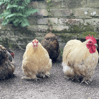 Pekin Fertile Hatching Eggs  - Available Now