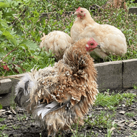 Pekin Fertile Hatching Eggs  - Available Now
