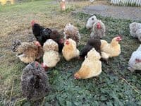 Pekin Fertile Hatching Eggs  - Buy Now - Available March 2026