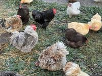 Pekin Fertile Hatching Eggs  - Buy Now - Available March 2026