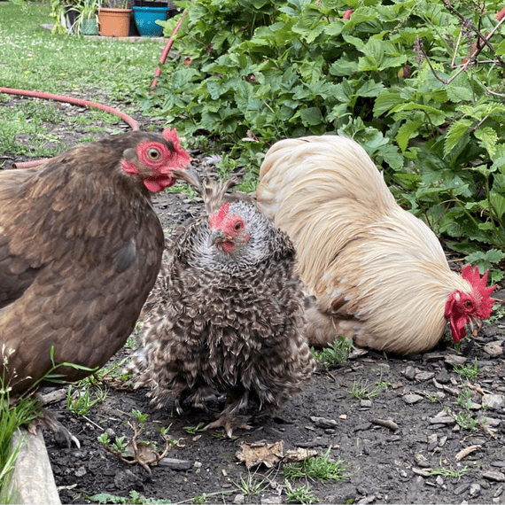 Pekin Fertile Hatching Eggs  - Buy Now - Available March 2026