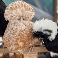 Poland aka Polish Chicken Hatching Eggs