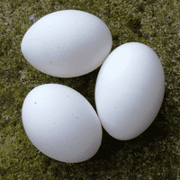 Poland aka Polish Chicken Hatching Eggs