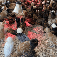 Poland aka Polish Chicken Hatching Eggs