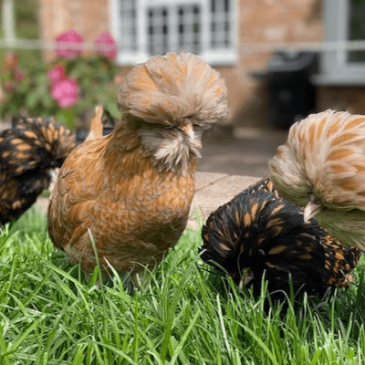 Poland aka Polish Chicken Hatching Eggs - Reserve For March 26