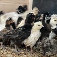 Poland Day Old Chicks Aka Polish Baby Chicks - Available Now