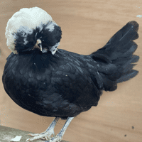 Poland Day Old Chicks Aka Polish Baby Chicks - Available Now