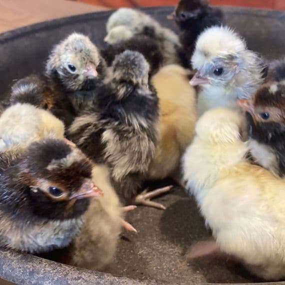 Poland Day Old Chicks Aka Polish Baby Chicks - Available Now