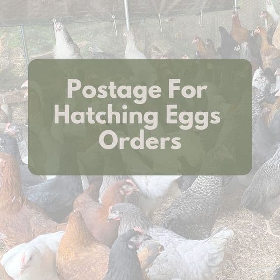 Postage for Eggs
