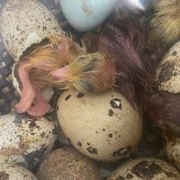 Quail Fertile Hatching Eggs Posted or Collected From 1st MAY 2026 Onwards