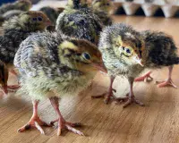 Quail Fertile Hatching Eggs Posted or Collected From 1st MAY 2026 Onwards