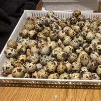 Quail Fertile Hatching Eggs Posted or Collected From 1st MAY 2026 Onwards