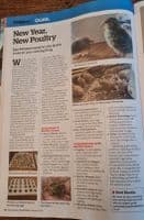 Quails Chicks - Available NOW - Hatched  10th January 2026