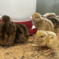 Quails Chicks - Hatching 3rd August - SOLD OUT
