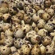 Quails Chicks - Hatching 3rd August - SOLD OUT