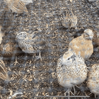 Quails Chicks - Hatching 3rd August - SOLD OUT