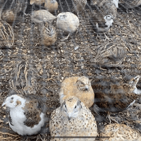 Quails Chicks - Hatching 3rd August - SOLD OUT