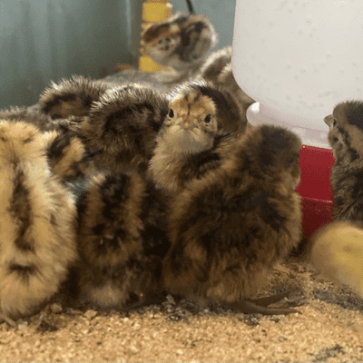 Quails Chicks - Hatching 3rd August - SOLD OUT