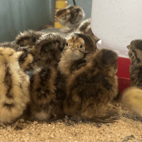 Quails Chicks - Hatching 3rd August - SOLD OUT