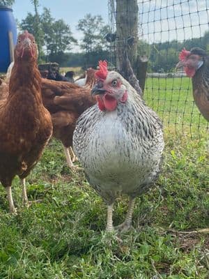 Reverse Sussex | Silver Sussex | Garden Hen | Available Now