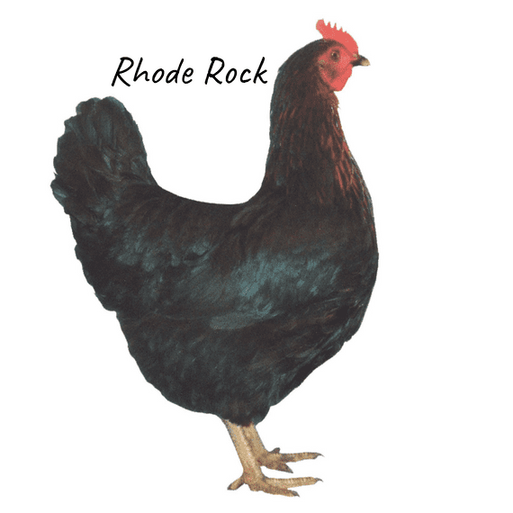 Rhode Rock | Miss Pepperpot | Available Now