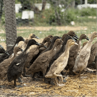 Runner Duck Hatching Eggs Available Now