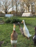 Runner Duck Hatching Eggs - BACK MARCH 2027
