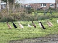Runner Duck Hatching Eggs - BACK MARCH 2027