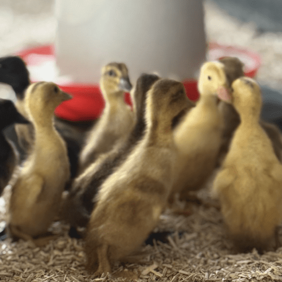 Runner Duck Hatching Eggs - BACK MARCH 2027