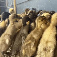 Runner Ducklings  OFF HEAT - Reserve For END of MAY 2026