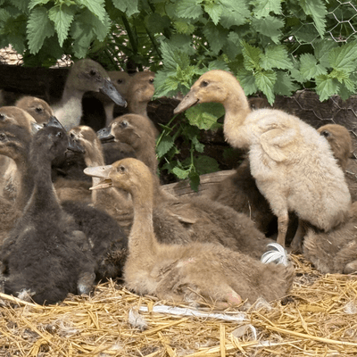 Runner Ducklings  OFF HEAT - Reserve For END of MAY 2026