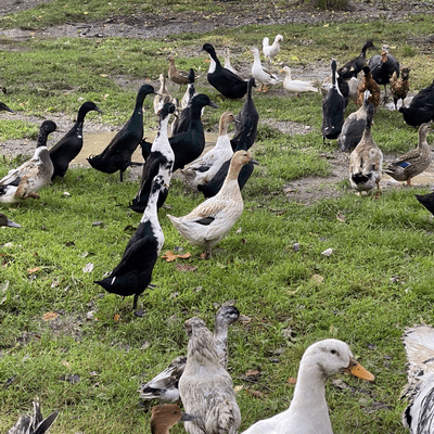 Runner Ducks Females and Males Available May 2026