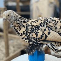 Sablepoot Fertile Hatching Eggs