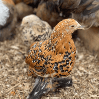 Sablepoot Fertile Hatching Eggs