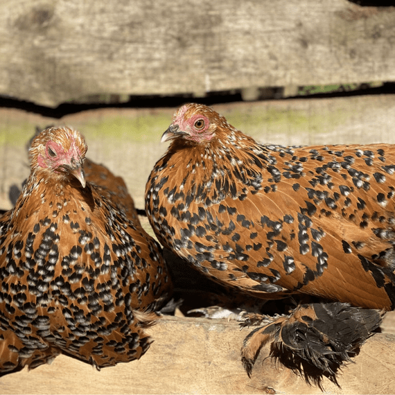 Sablepoot Fertile Hatching Eggs